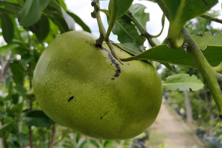 Tanaman buah black sapote