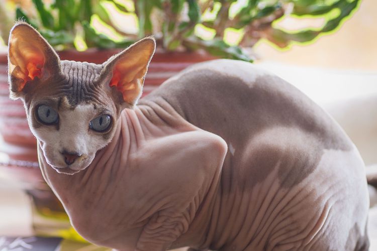 Ilustrasi kucing ras Sphynx. 