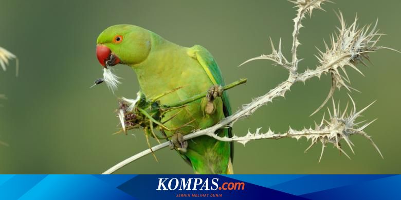 Pilih Empat Hewan Peliharaan Rendah Perawatan Ini