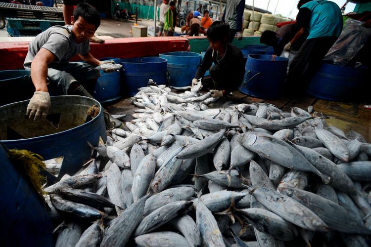 Bongkar Hasil Tangkapan - Pekerja membongkar ikan cakalang hasil tangkapan sebuah kapal penangkap ikan samudera di Pelabuhan Perikanan Samudera Nizam Zachman, Muara Baru, Jakarta, Rabu (5/2/2014). Ikan-ikan tersebut delanjutnya dibawa ke pabrik pengolahan ikan untuk sebelum diekspor dalam bentuk olahan.