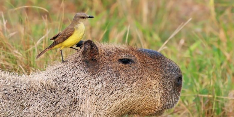 6 Ciri-ciri Makhluk Hidup Hewan