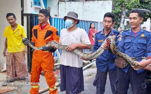 Animals Gone Wild: 3-Meter Reticulated Python Captured in Indonesian Housing Complex