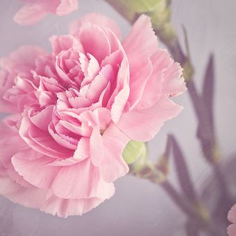Ilustrasi bunga carnation atau bunga anyelir.
