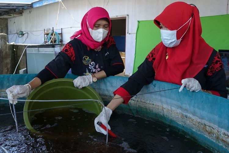 KKP melalui BRSDM terus tingkatkan kompetensi SDM kelautan dan perikanan demi wujudkan Kampung Perikanan Budidaya.