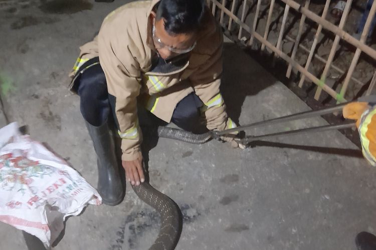 Warga Cilacap Panik Temukan 2 Kobra di Dapur pada Malam Hari