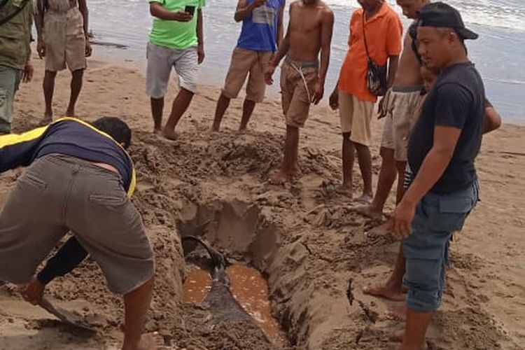 Seekor mamalia jenis Paus Pembunuh Kerdil, terdampar di Desa Tuafanu, Kecamatan Kualin, Kabupaten Timor Tengah Selatan (TTS), Nusa Tenggara Timur (NTT).