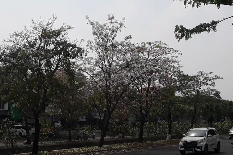 Bunga-bunga tabebuya bermekaran di tepi jalan sekitar kawasan Pasar Modern Harapan Indah, Kota Bekasi, Senin (25/11/2019).