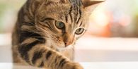 Hilang 10 Tahun, Kucing Ini Akhirnya Ditemukan dan Langsung Mengenali Pemiliknya