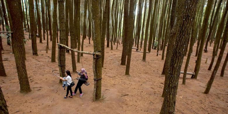 Pengunjung berwisata di Hutan Pinus Mangunan, Desa Mangunan, Dlingo, Bantul, DI Yogyakarta, Jumat (12/8/2016). 