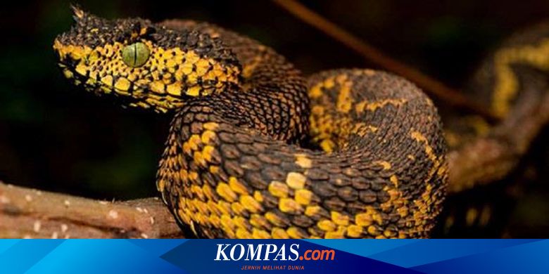 Mast qizlar ozlarini pisishadi