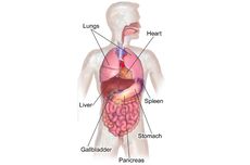 Macam-macam Organ Tubuh Manusia dan Fungsinya