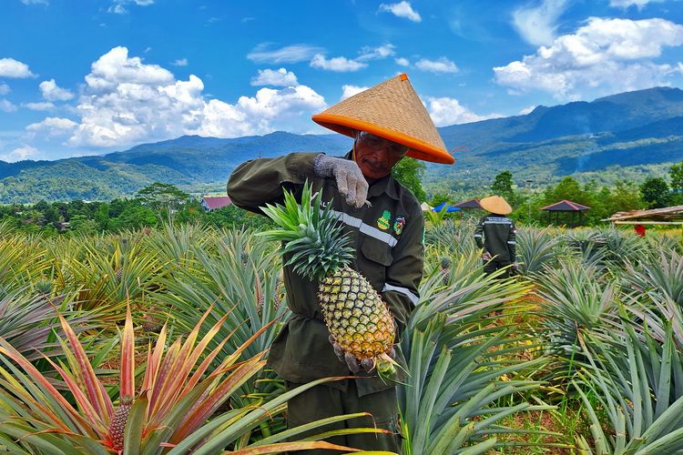 Petani Kelompok Tani Ponda?ta memanen nanas berukuran besar di kebun Ponda?ta, Desa Tabarano, Wasuponda, Luwu Timur, yang dulunya merupakan lahan kritis.