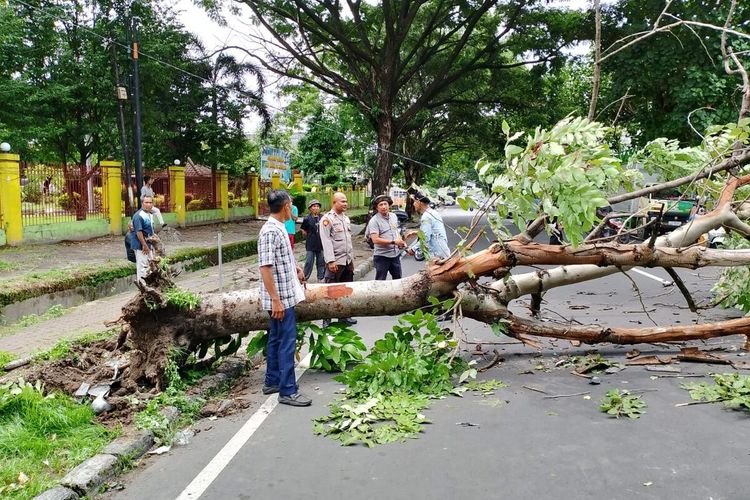 Lokasi pohon tumbang di jalan Sriwijaya Kota Mataram yang. menimpa 3 orang pengendara, Rabu (13/3/2024)