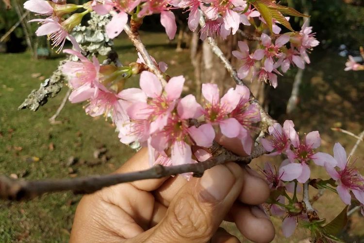 Sakura Bermekaran di Kebun Raya Cibodas, Bisa Dinikmati hingga 2 Minggu