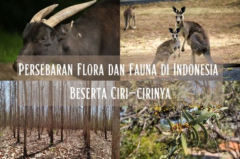 Persebaran Flora dan Fauna di Indonesia Beserta Ciri-cirinya