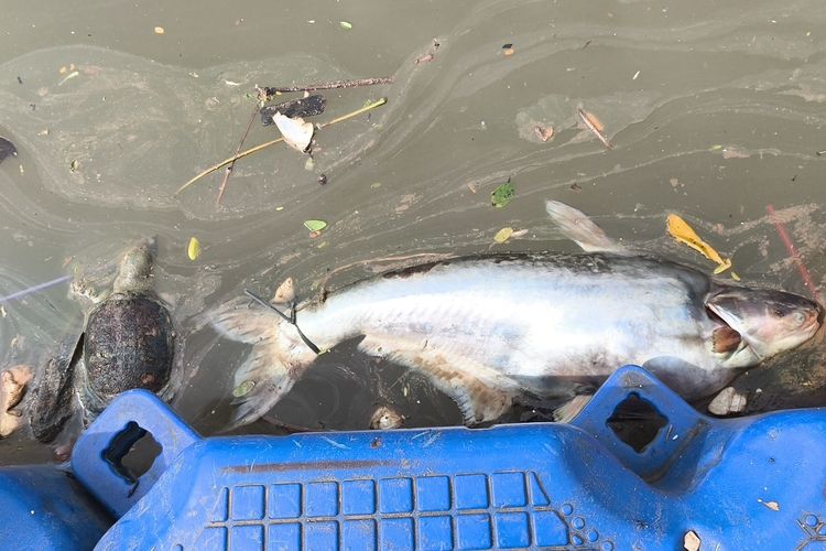 Ikan berukuran besar dan kura-kura berukuran sedang terlihat mengambang dan tak bergerak akibat pencemaran zat Pestisida pasca kebakaran. DLH Banten targetkan pembersihan pencemaran pestisida di Sungai Cisadane selesai dalam dua minggu setelah kebakaran pabrik di Tangerang Selatan.