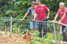 Kerabat Bunga Bangkai Tumbuh di Depok Taman Merdeka Depok Jadi Tontonan Warga...