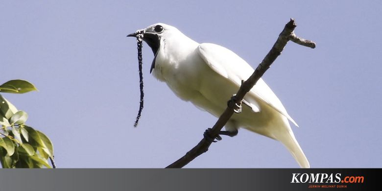 Memekik, Suara Kawin Burung Ini Lebihi Ambang Batas Kebisingan Manusia - Kompas.com - KOMPAS.com