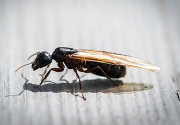 Penyebab Semut Terbang Muncul di Rumah dan Cara Membasminya