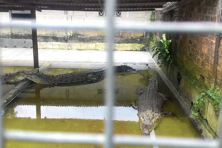 Penangkaran Teritip Sensasi Menonton Buaya Raksasa Dari