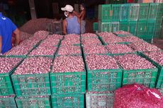 Jelang Panen Raya, Kementan Pastikan Harga Bawang Merah Berangsur Normal