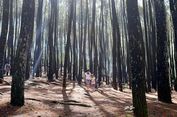 4 Wisata Hutan Pinus di Bantul Yogyakarta