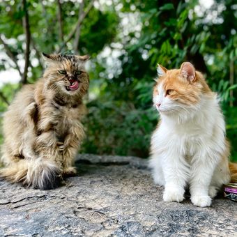 Anda bisa menaburkan merica atau menanam lavender untuk menjauhkan kucing dari tanaman kesayangan.