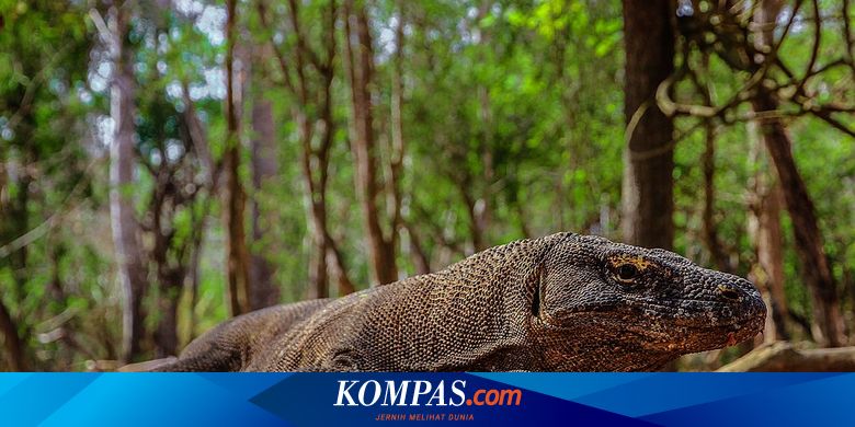 Komodo Berasal dari Mana?