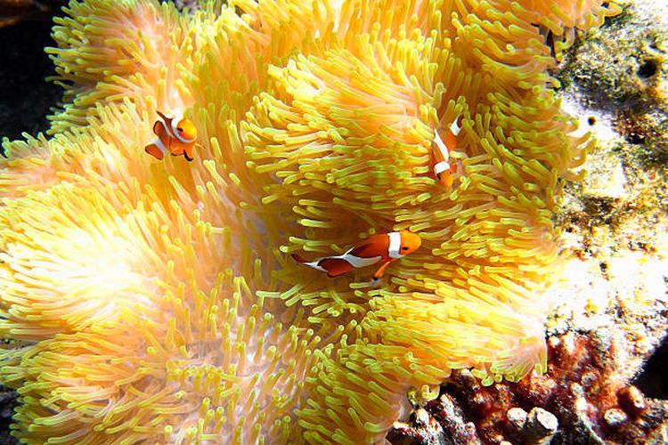 Ikan badut dan anemon laut, contoh hubungan simbiosis mutualisme.