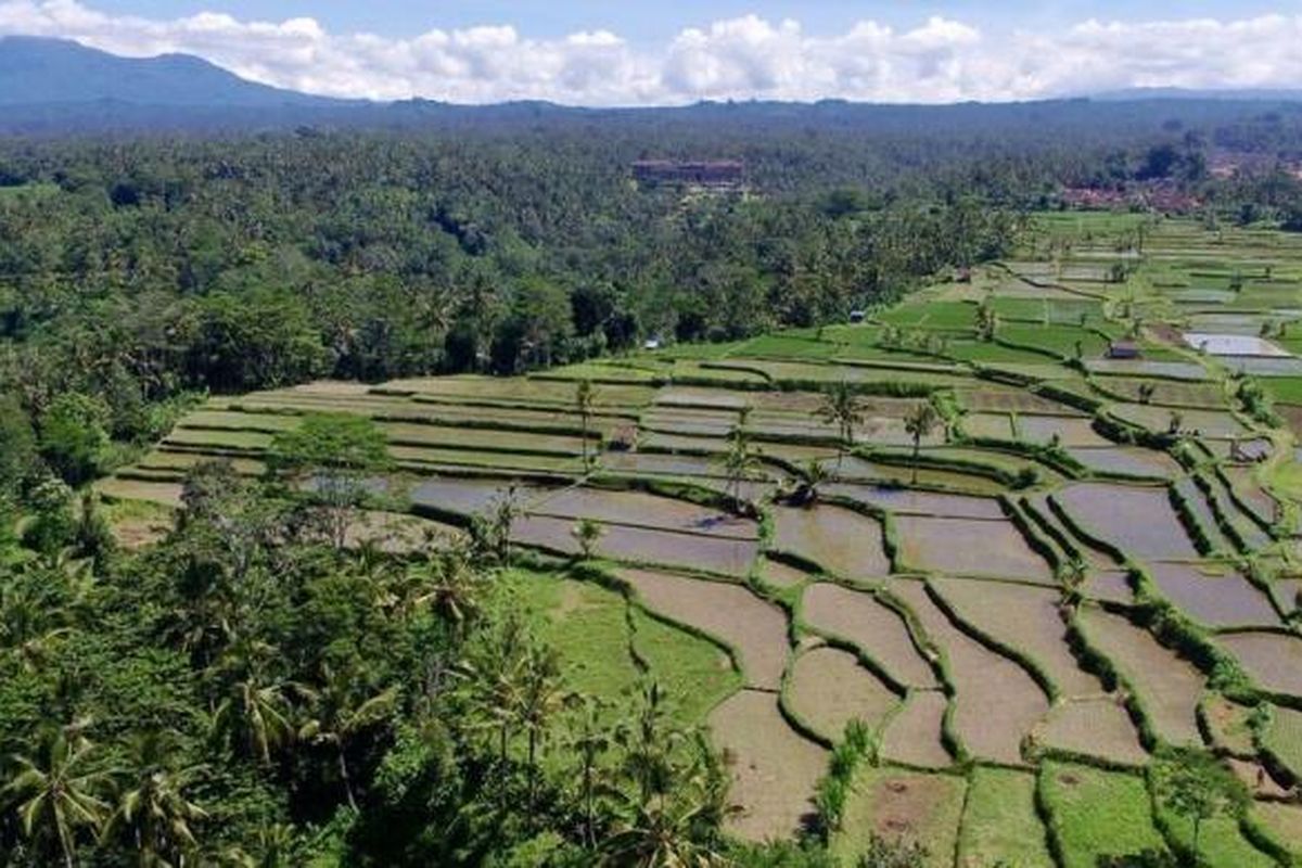 Persawahan di Desa Ubud, Gianyar, Bali, Sabtu (19/3/2016).