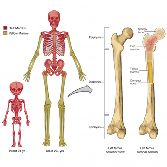 26+ Anatomi Manusia Titik-titik Dan Bentuk Tulang Dan Otot Pada Manusia