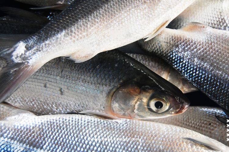  Jenis Ikan Laut Konsumsi