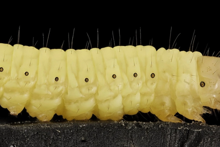 Mengenal Wax Worm, Binatang Kecil yang Bisa 'Memakan' Plastik