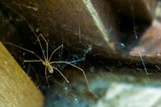 11 Tanaman Pengusir Laba-laba di Rumah, Aromanya Khas