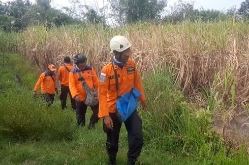 Hari Ketiga Pencarian, Lansia yang Hilang di Lahan Tebu Situbondo Belum Ditemukan