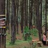 Hutan Pinus Nongko Ijo di Madiun: Daya Tarik, Harga Tiket, dan Jam Buka