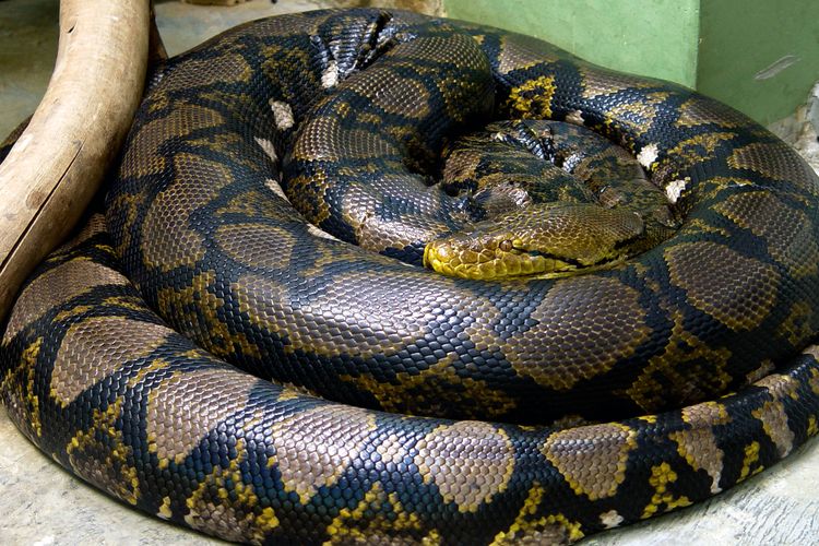 Ular sanca kembang, ular terpanjang di dunia