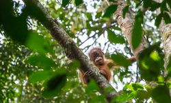 7 Taman Nasional Indonesia yang Masuk ASEAN Heritage Park  