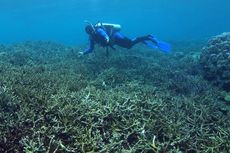 Pemanasan Global Mengikis Cangkang Kerang dan Terumbu Karang di Laut