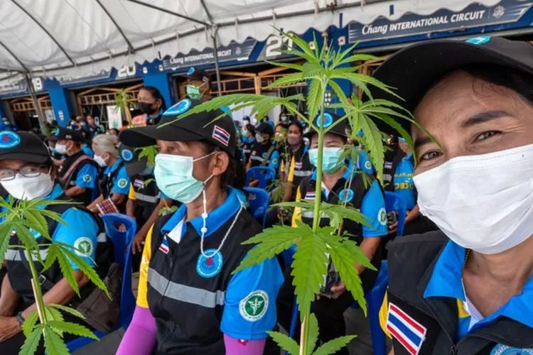 Pemerintah Thailand membagikan satu juta tanaman ganja kepada rakyat.