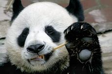 Kebun Binatang Thailand Ungkap Penyebab Kematian Mendadak Panda Chuang Chuang