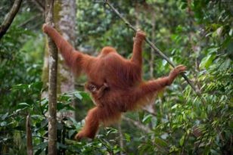 Betina orangutan sumatera bersama bayinya di Bukit Lawang, bagian dari Taman Nasional Leuser, hutan hujan yang menempati provinsi Sumatera Utara dan Aceh, 10 April 2013.