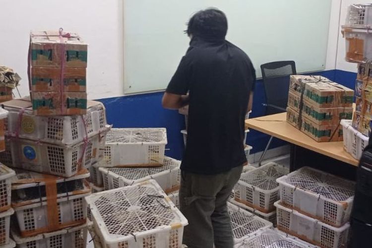 Disembunyikan di Toilet Bus, Penyelundupan 620 Burung Ilegal Digagalkan di Bakauheni