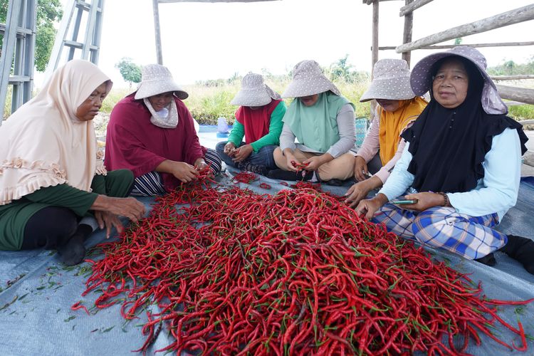 Cabai merah hasil panen kelompok tani di Bangka Tengah, Kepulauan Bangka Belitung, Kamis (7/12/2023).