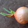 Apakah Bawang Bertunas Aman Dimakan? Ini Penjelasan Ahli