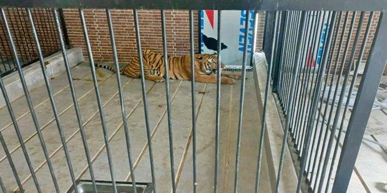 Harimau yang telah menerkam seorang pria di sebuah rumah mewah di bilangan Jalan Wahid Hasyim 2, Kota Samarinda, Kalimantan Timur pada Sabtu (18/11/2023). Kini si pemilik rumah saat ini tengah menjalani pemeriksaan di Mapolresta Samarinda. 