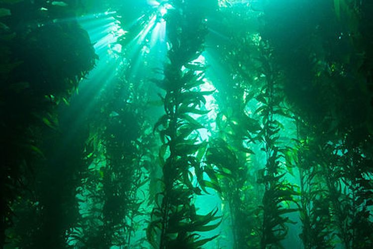 Kelp yang merupakan salah satu produsen di ekosistem air