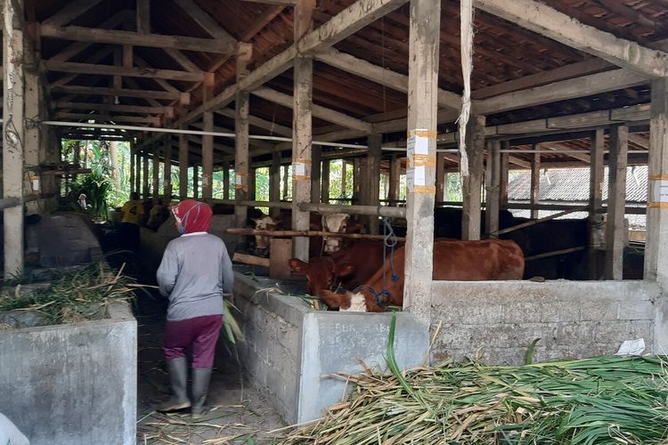 Hewan ternak warga yang dievakuasi di kandang komunal Desa Balerante, Kecamatan Kemalang, Klaten, Jawa Tengah, Selasa (17/11/2020).