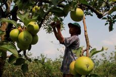 Cuaca Buruk, Apel Batu Terserang Cacar