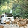 Ini yang Harus Dilakukan jika Mobil Mogok di Area Hewan Taman Safari